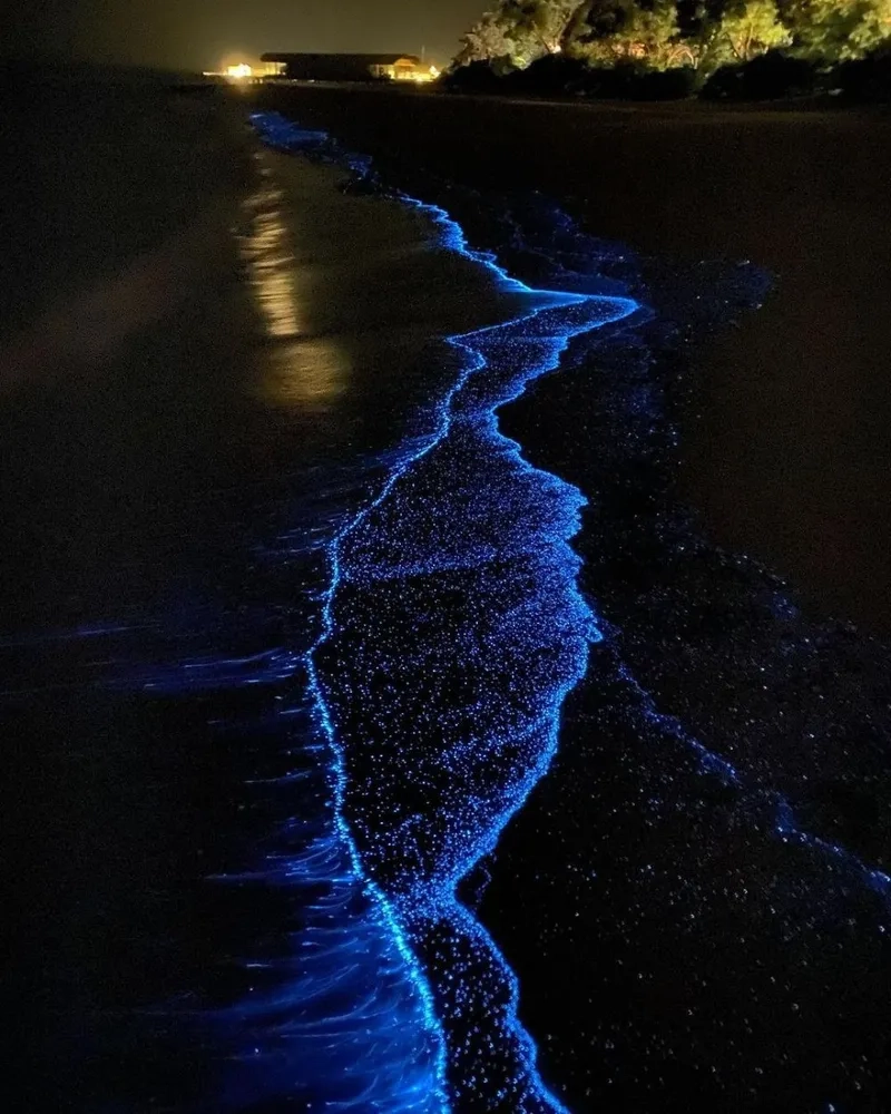 Vai trò của Bioluminescence trong tự nhiên