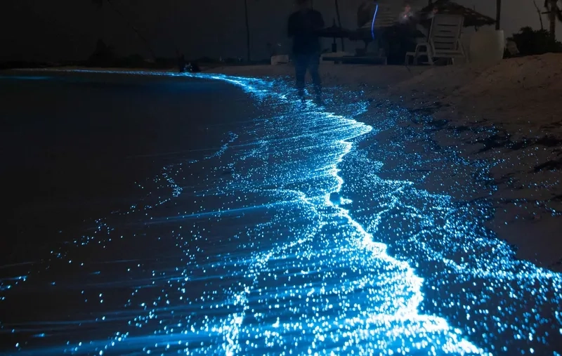 Bioluminescence là gì theo thuật ngữ khoa học