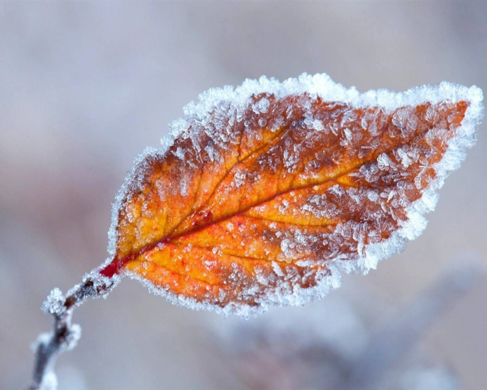 Hiện tượng băng giá xuất hiện khi nhiệt độ dưới 0°C