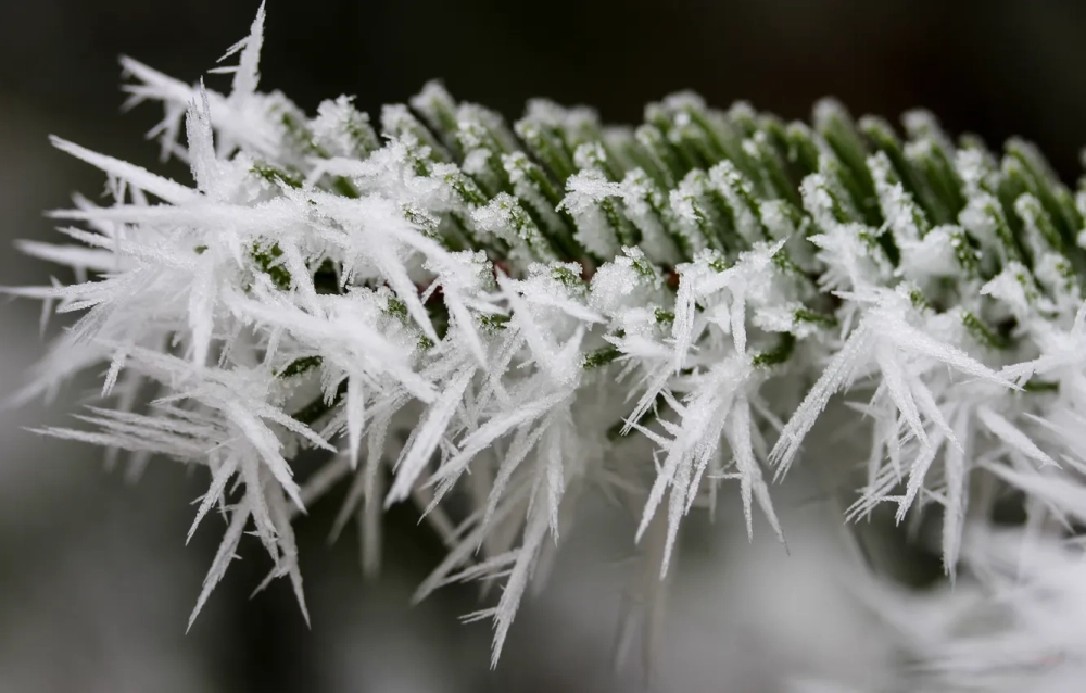 Băng giá thường xuất hiện lúc đêm khuya và sáng sớm
