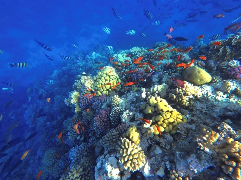 Biển đỏ xuất hiện ngoài khơi là biển đỏ ngoài khơi