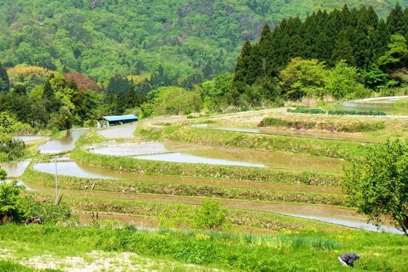 Chiêm ngưỡng ruộng bậc thang nổi tiếng khắp nơi