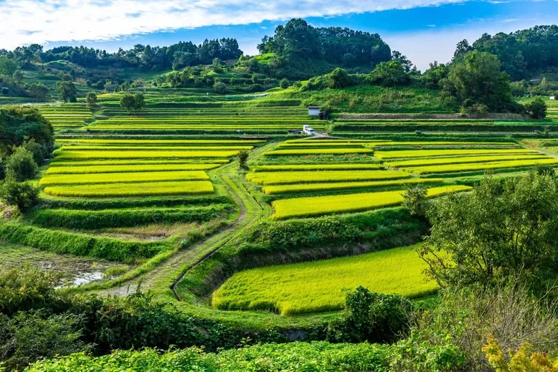 Ruộng bậc thang là gì?