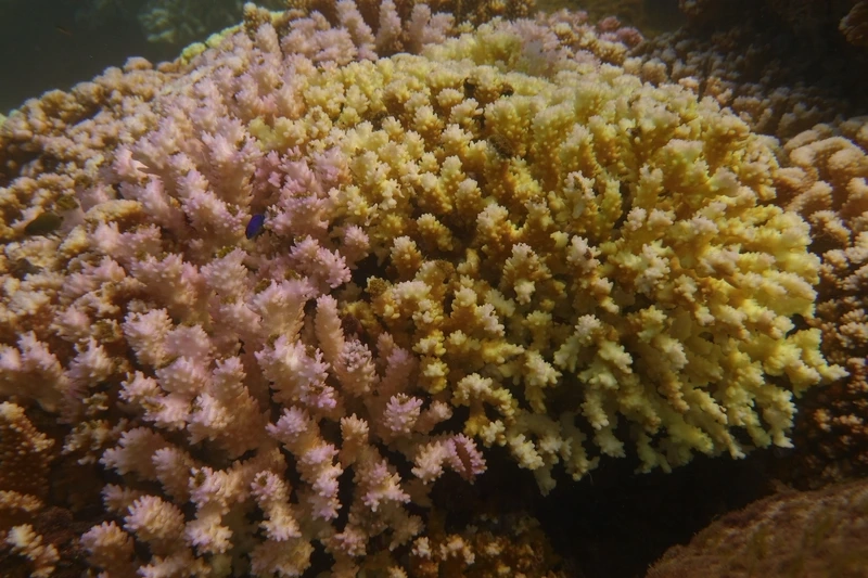 Cảnh quan thiên nhiên tuyệt vời với san hô cảnh đẹp